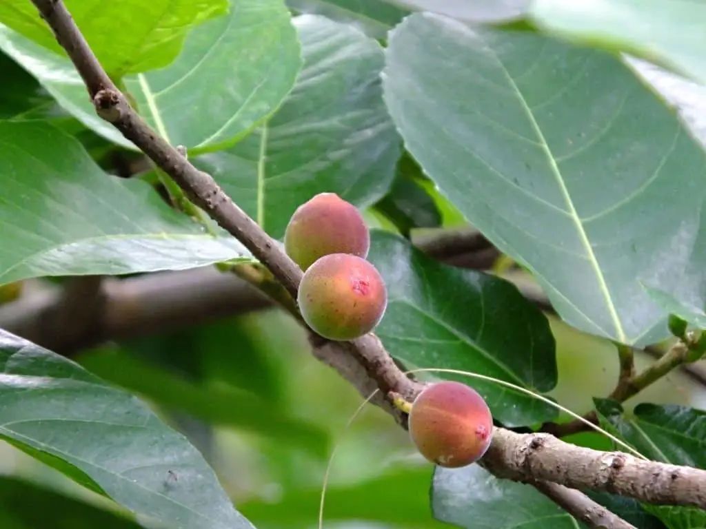 Clown Fig (Ficus aspera parcelli).