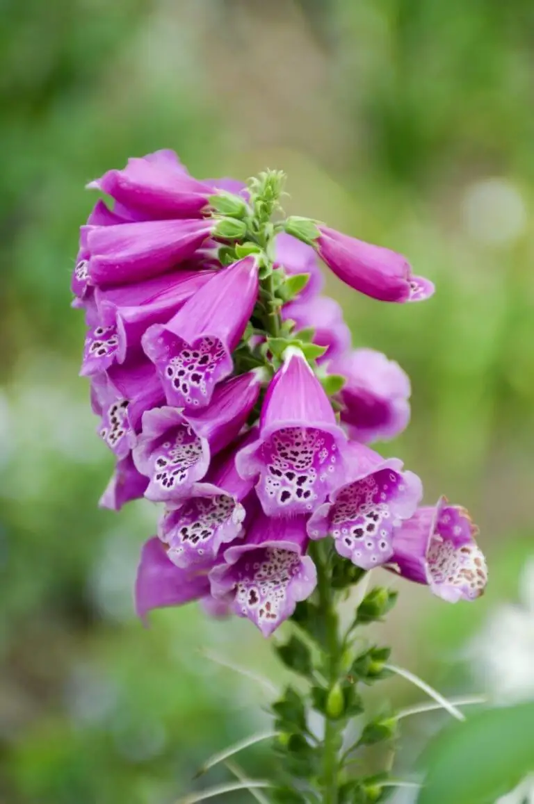 Foxgloves For A Shadier Garden: Height And Bright Color In The Border