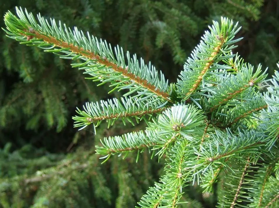 Serbian spruce (Picea omorika)