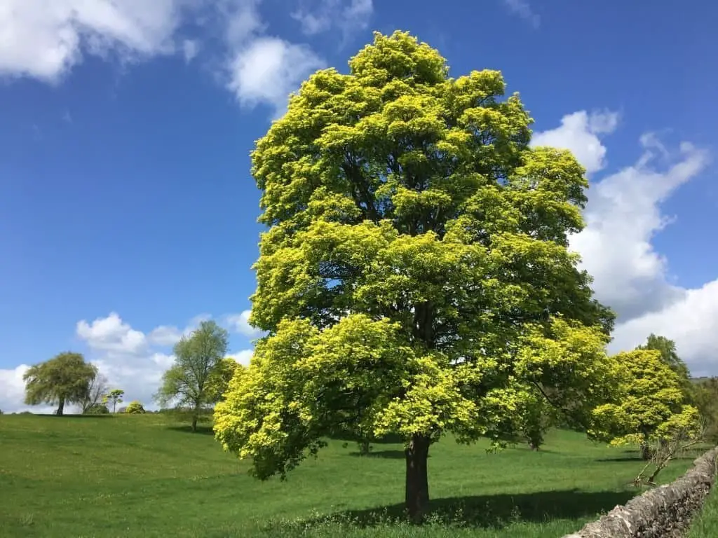 How to care for sycamore trees