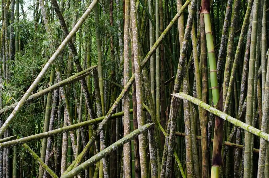 Guadua Bamboo (Guadua angustifolia)