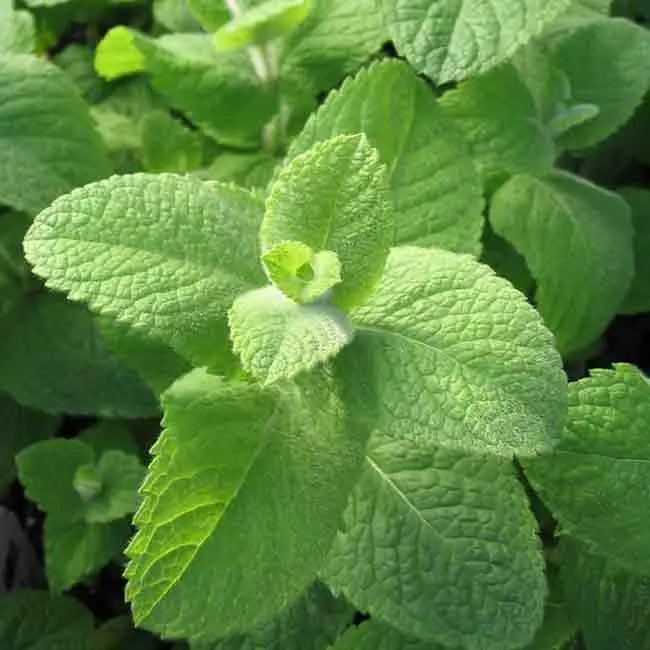 Egyptian mint, Mentha niliaca