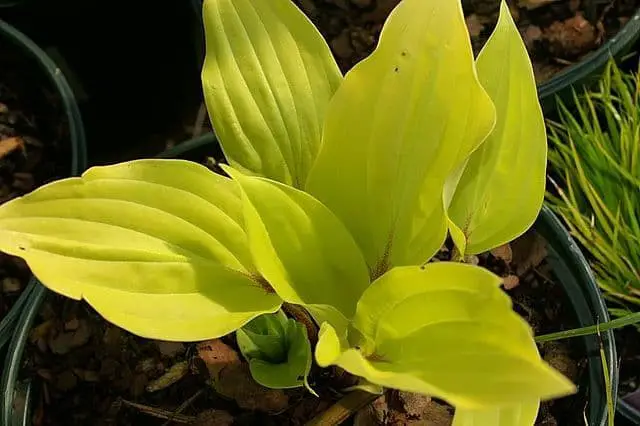 Hosta Fire Island