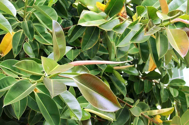 Unique in looks Rubber plant (Ficus elastica)