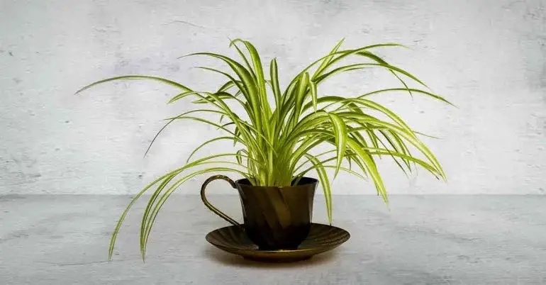 Spider Plant