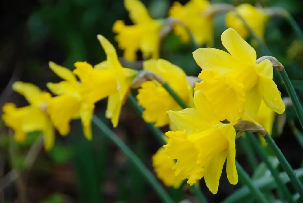 Daffodils