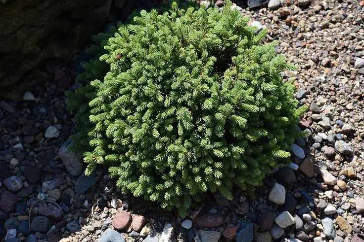 White Spruce Shrub (Picea glauca ‘Echiniformis’)