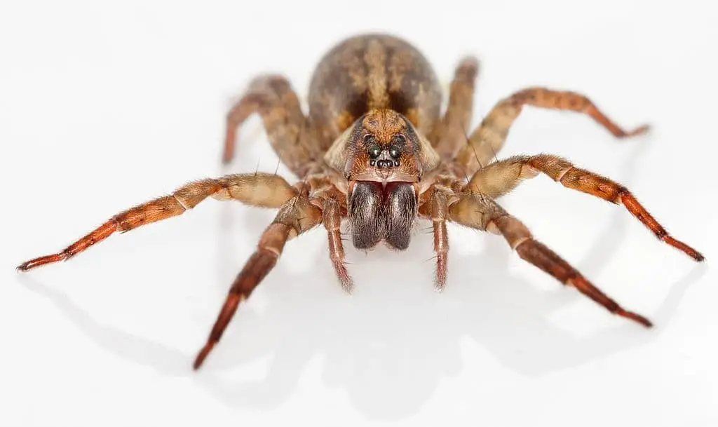 Wolf Spiders (Family Lycosidae)