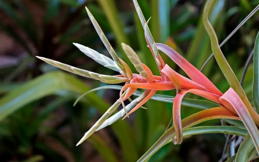 Giant Air Plant (Tillandsia fasciculata)