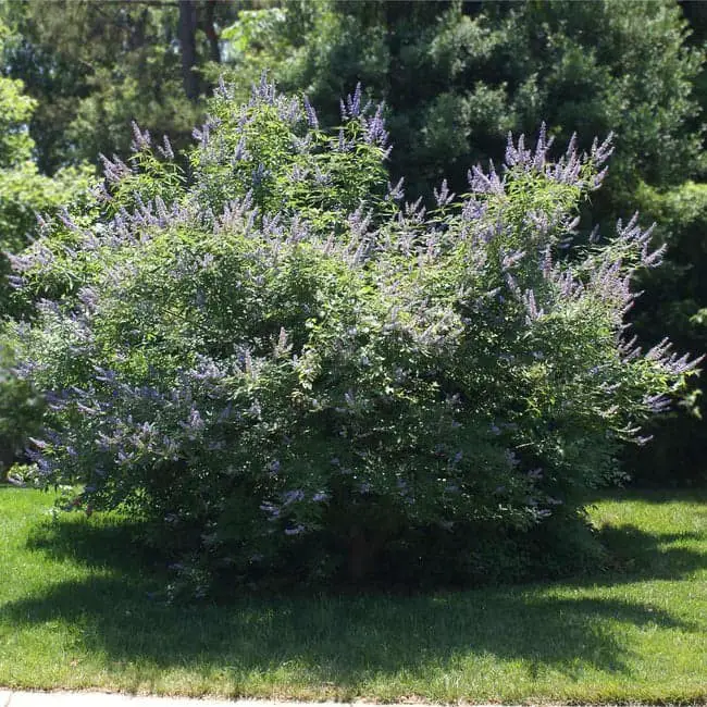 Vitex Chaste Tree (Vitex agnus castus).