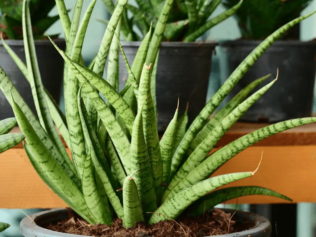 A nice looking Snake Plant (Sansevieria trifasciata)