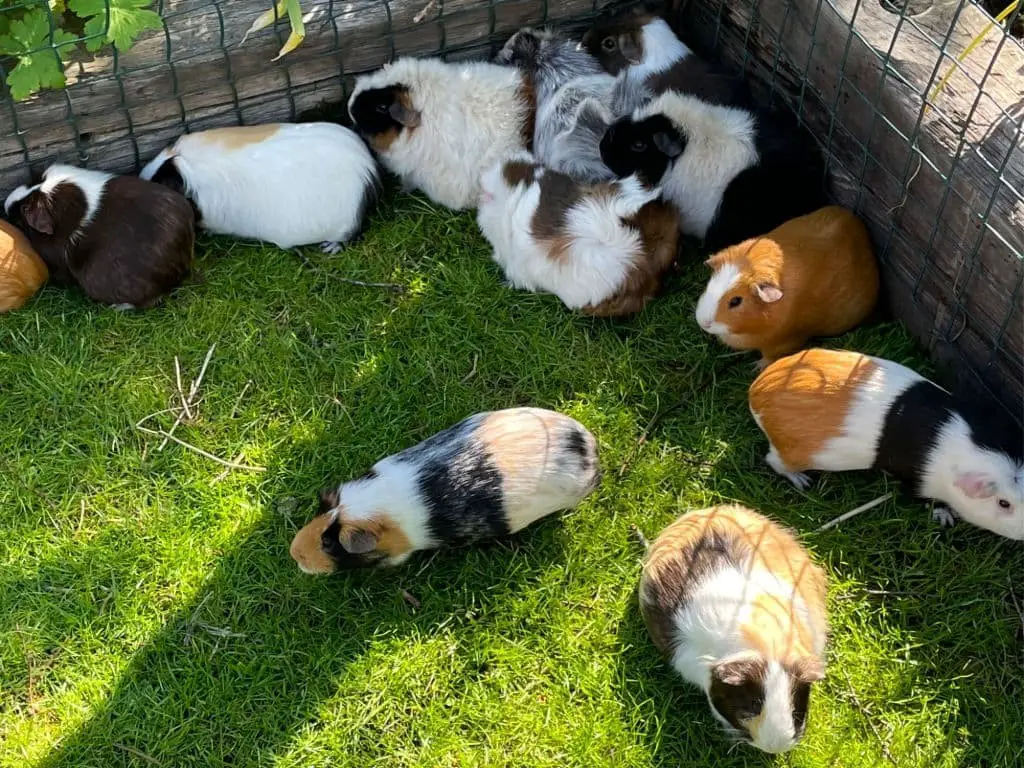 Cavies (Caviidae)