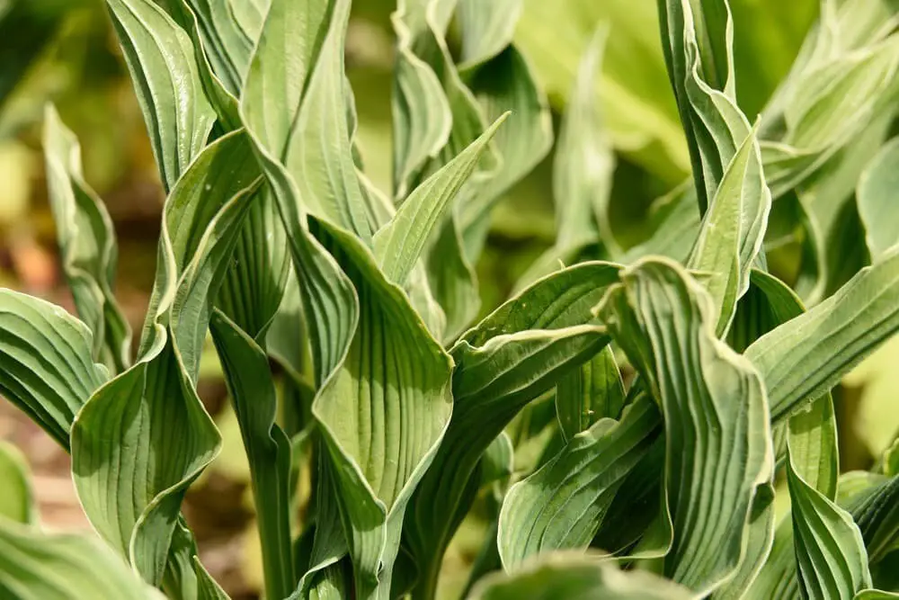 Hosta praying hands