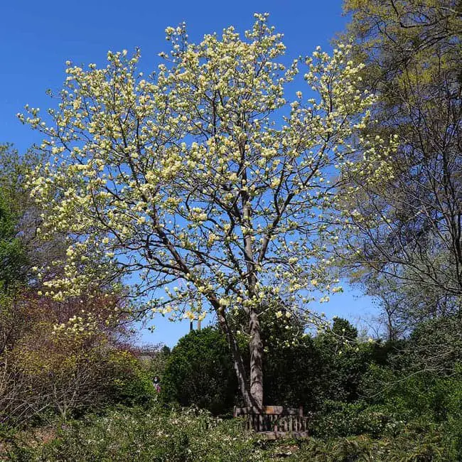 Magnolia ‘Butterflies’ Tree (M. acuminata x M. denudata).