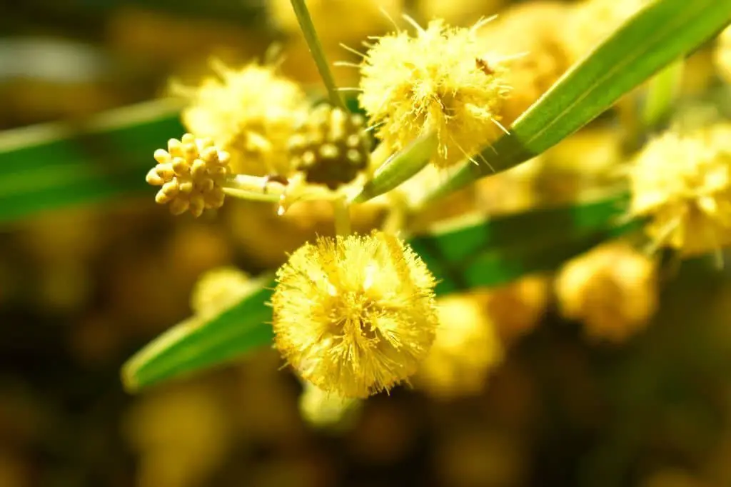 Sweet Acacia (Vachellia farnesiana).