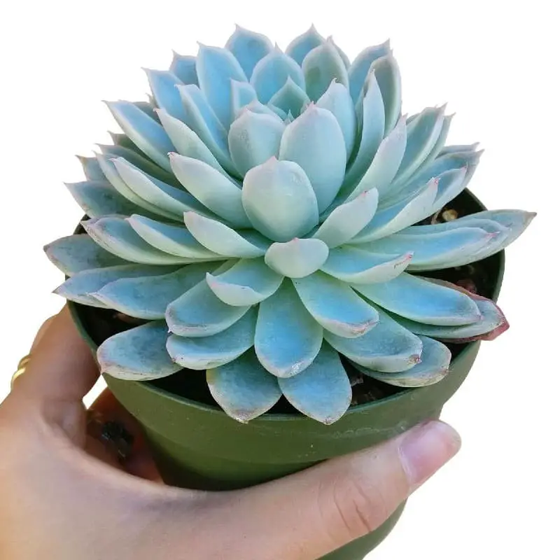 Echeveria ‘Violet Queen’.