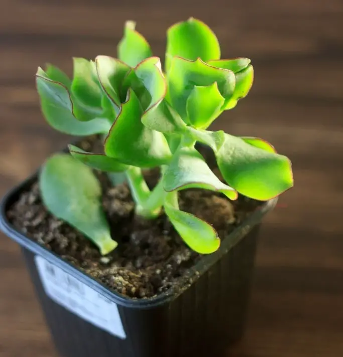 Crassula Arborescens Blue Bird Variegata