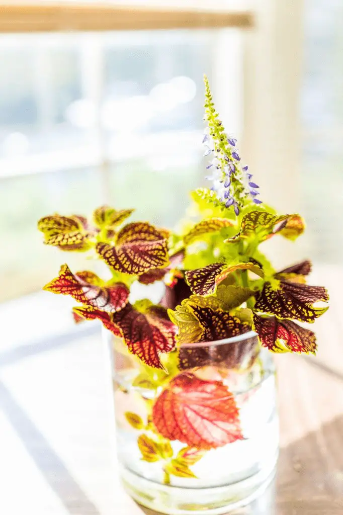 Coleus