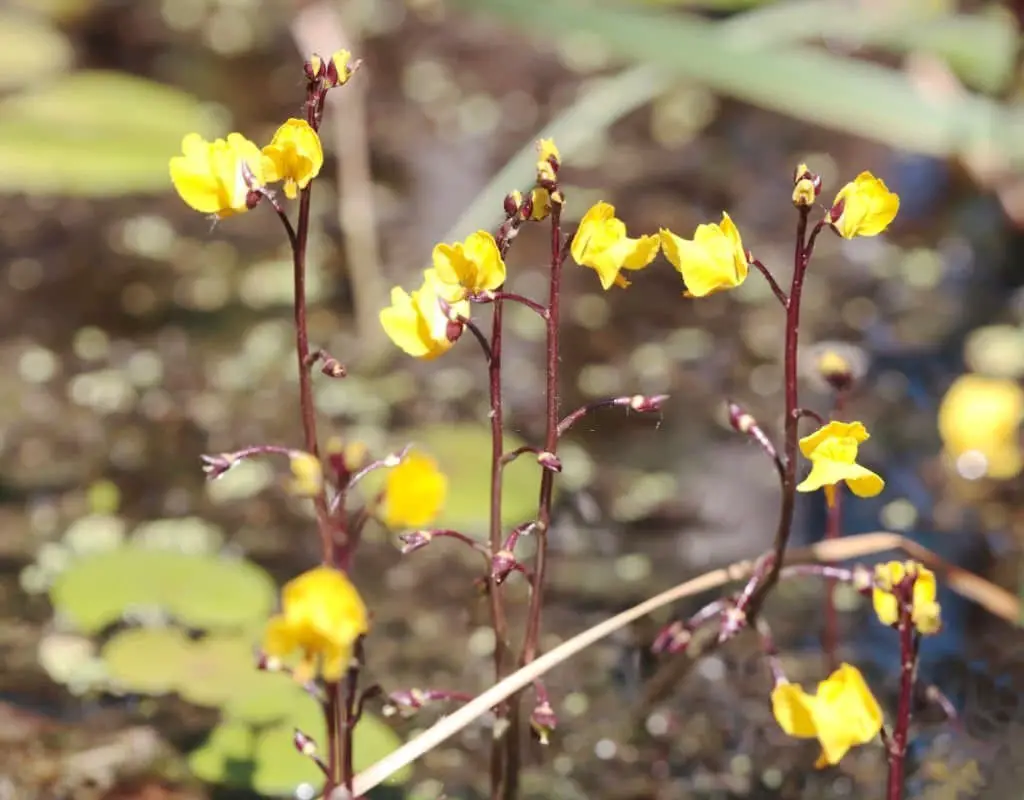 Bladderworts (Utricularia spp.)