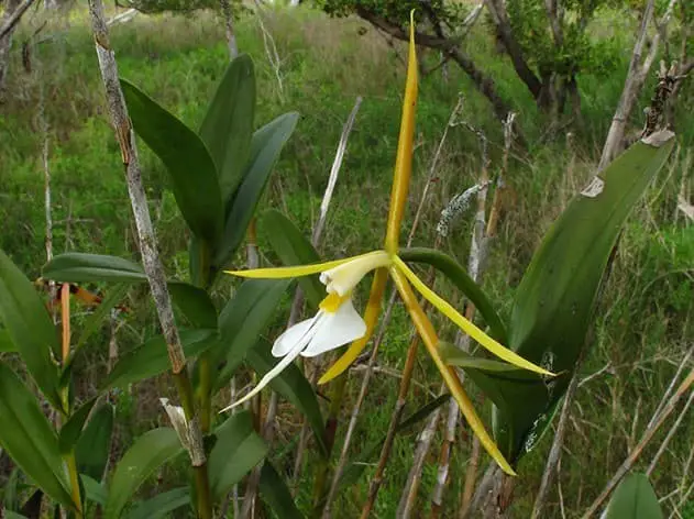 Night scented orchid (Epidendrum nocturnum)