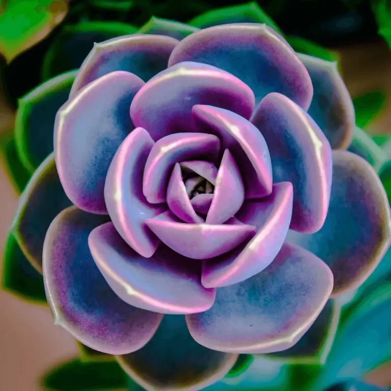 Echeveria Perle Von Nurnberg: Facts, Growing, Care, Problems