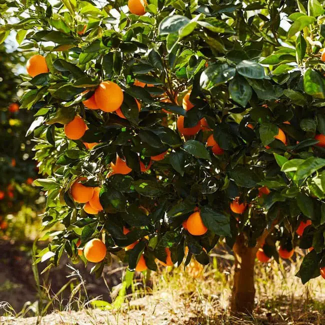 Orange trees.