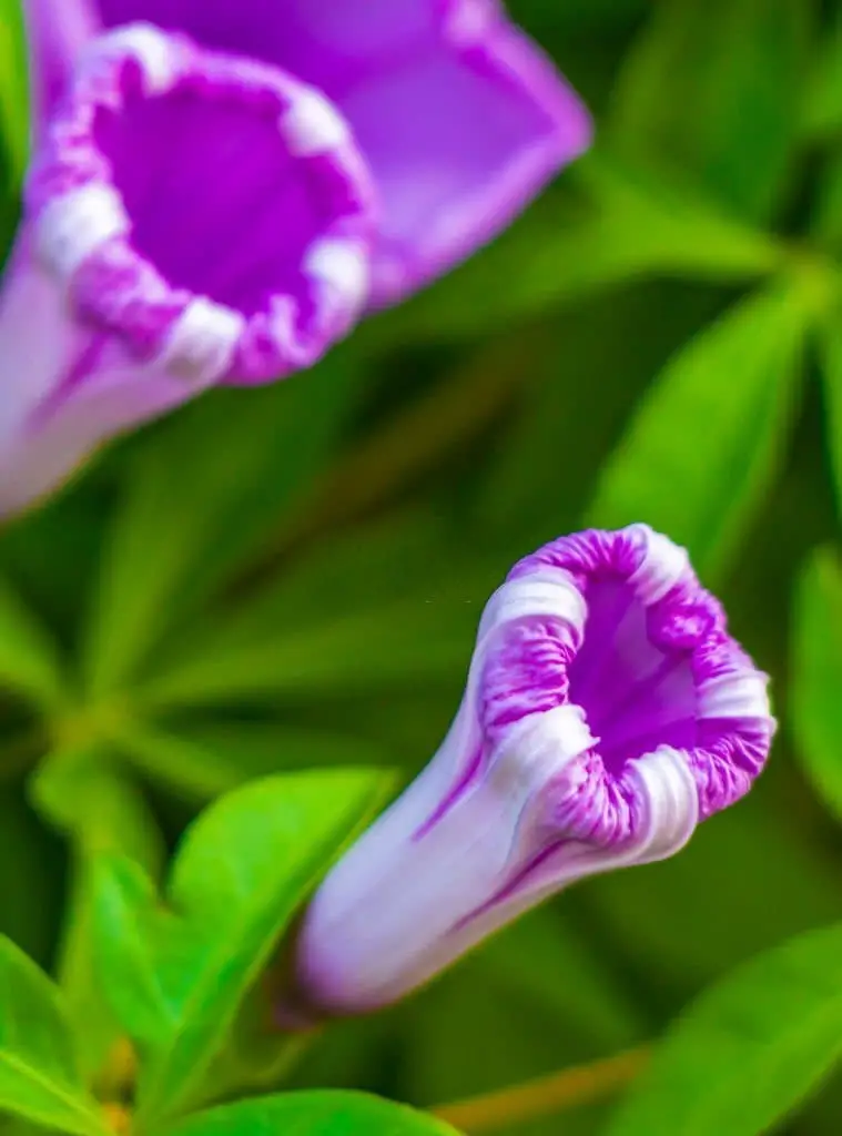 Mexican Morning Glory (Ipomoea tricolor).