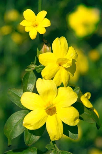 Italian Jasmine (Jasminum humile)