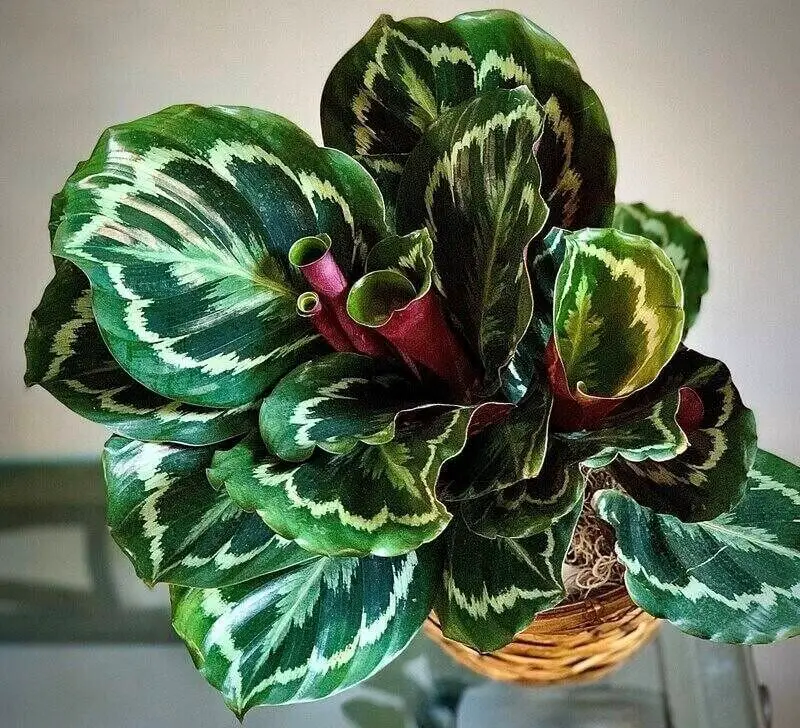 Calathea Medallion