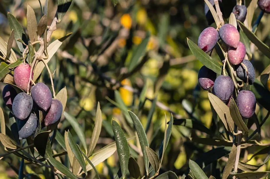Kalamata Olive Tree (Olea europea ‘Kalamata’).