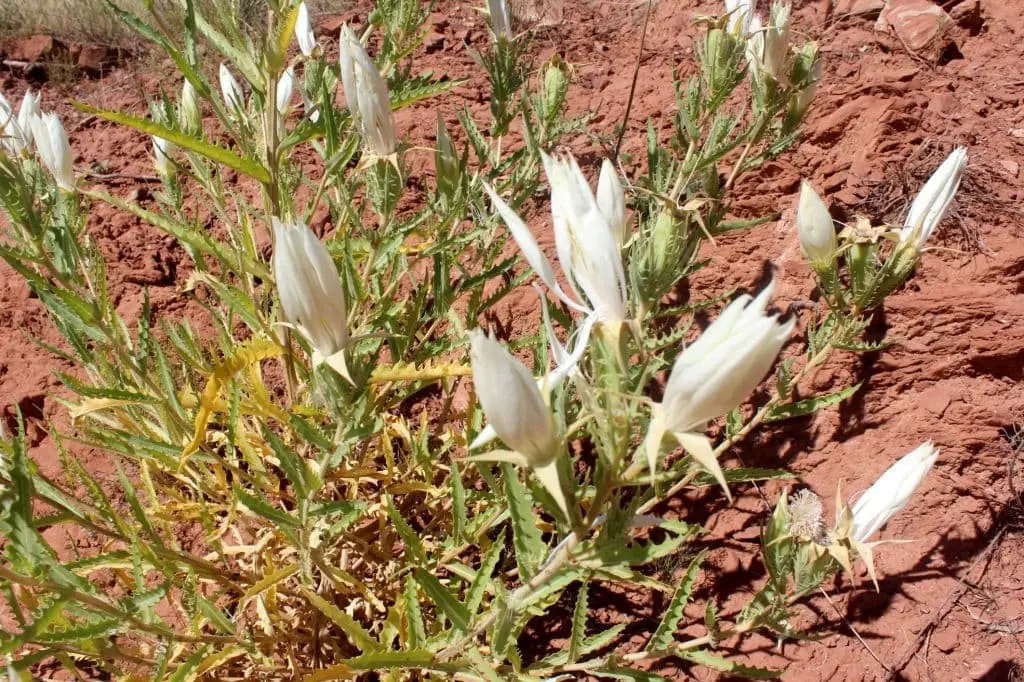 Ten-petal blazing star