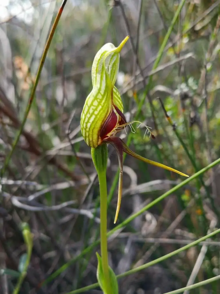 Western Bearded Greenhood Orchid (Pterostylis barbata).