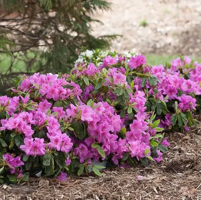 26+ Different Types Of Azaleas: A Comprehensive Guide