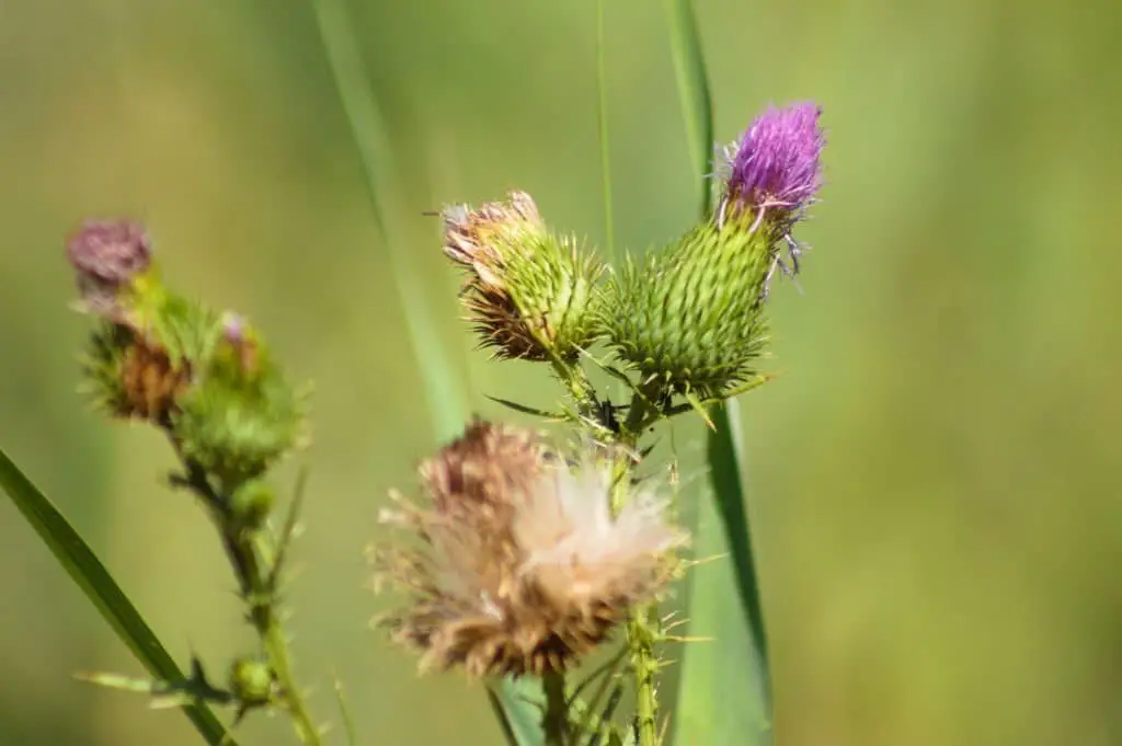 Common Thistle/Spear Thistle/Bull Thistle (Cirsium vulgare).