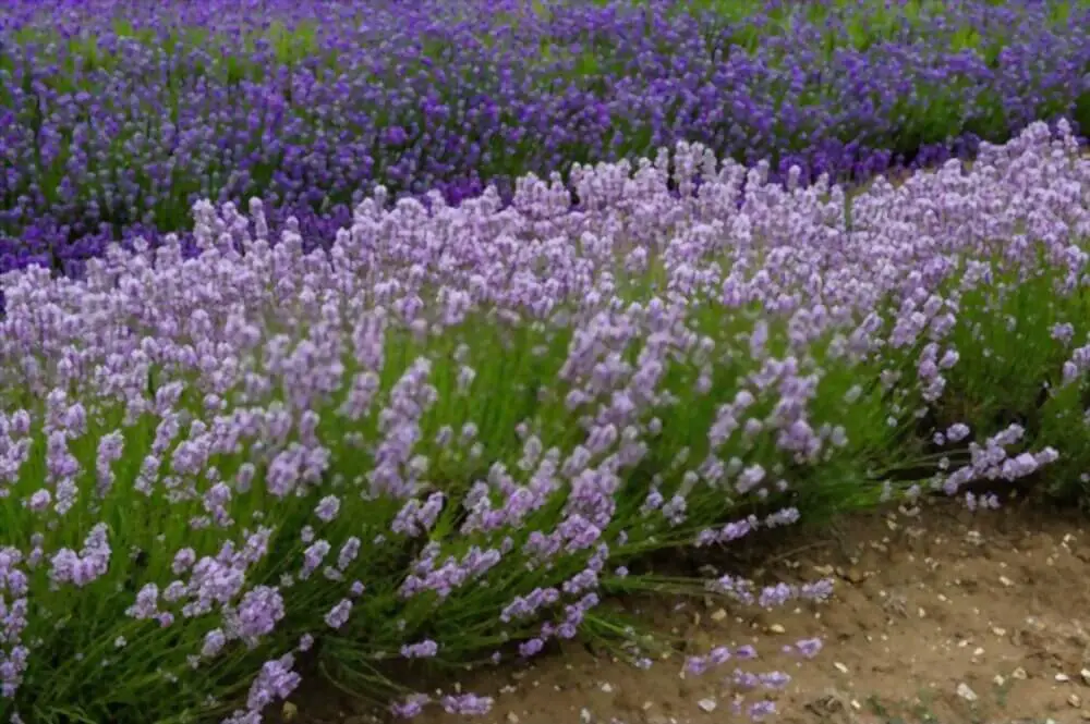 Miss Katherine (Lavandula angustifolia ‘Miss Katherine‘)