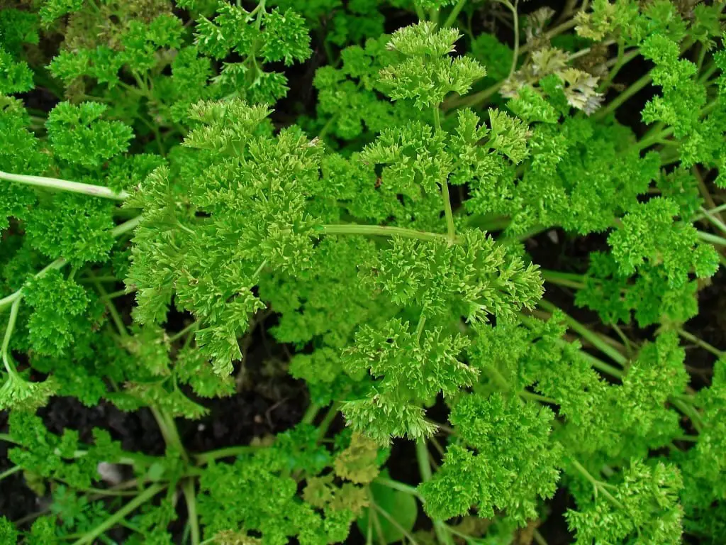 Parsley (Petroselinum crispum)