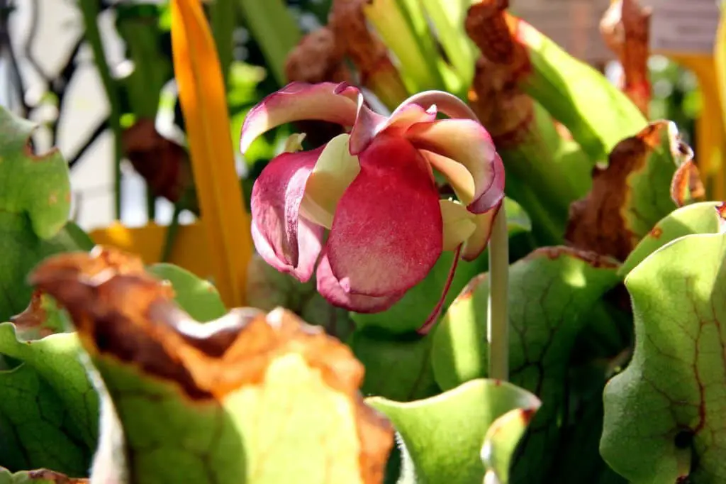 Purple Pitcher Plant (Sarracenia purpurea).