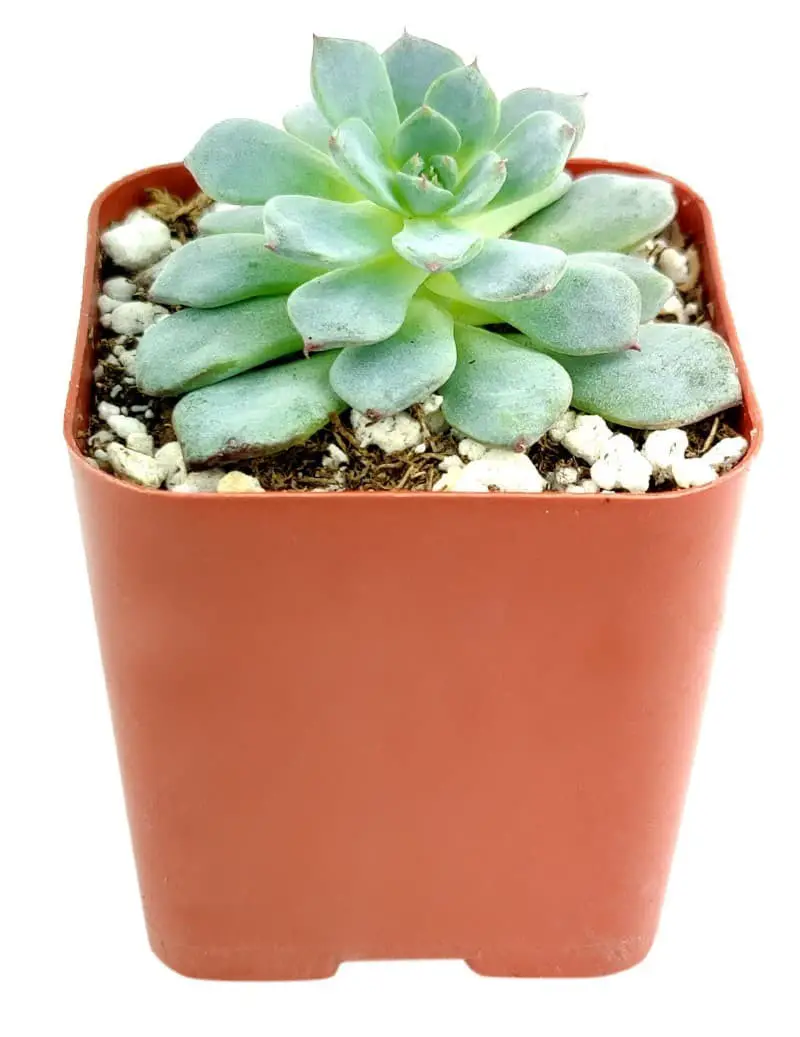 Echeveria minima.