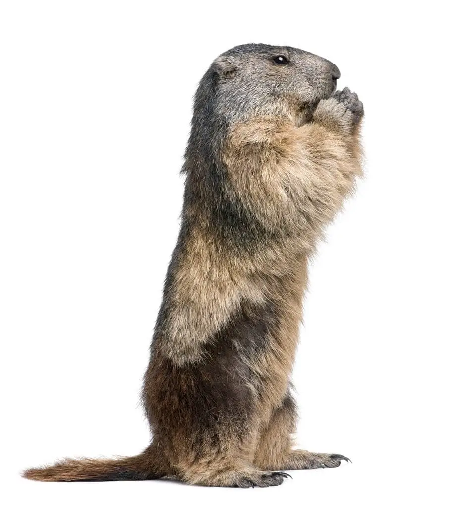 Marmot