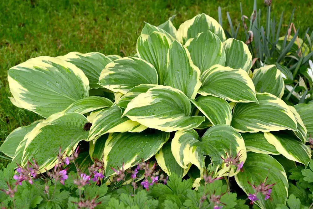 Sagae Hosta