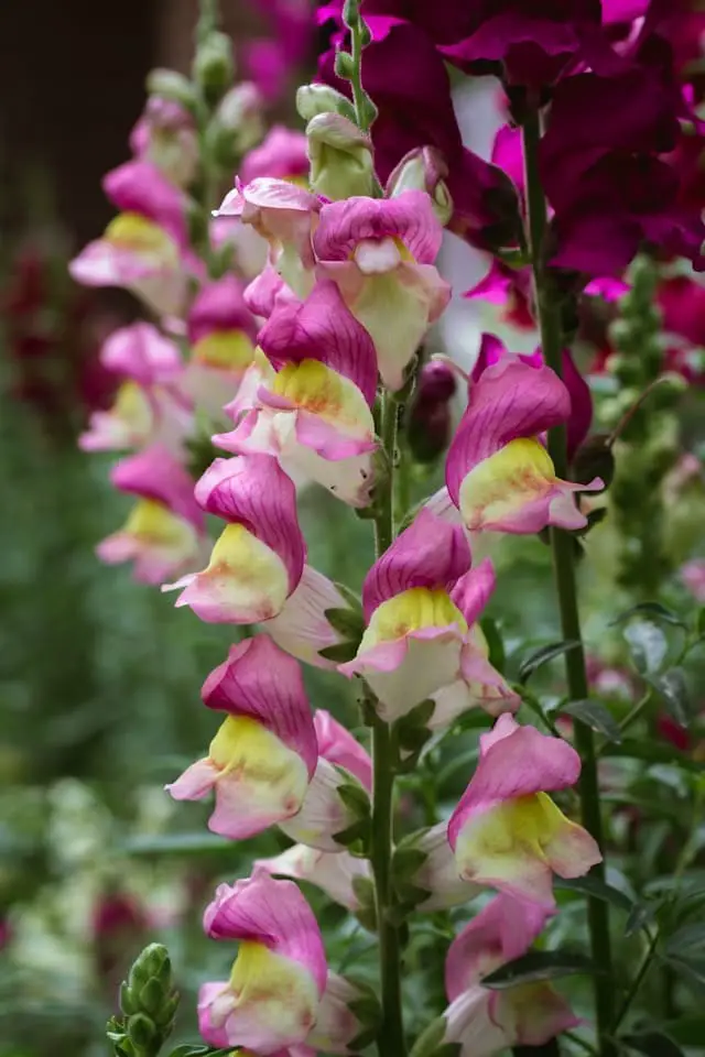 Snapdragon