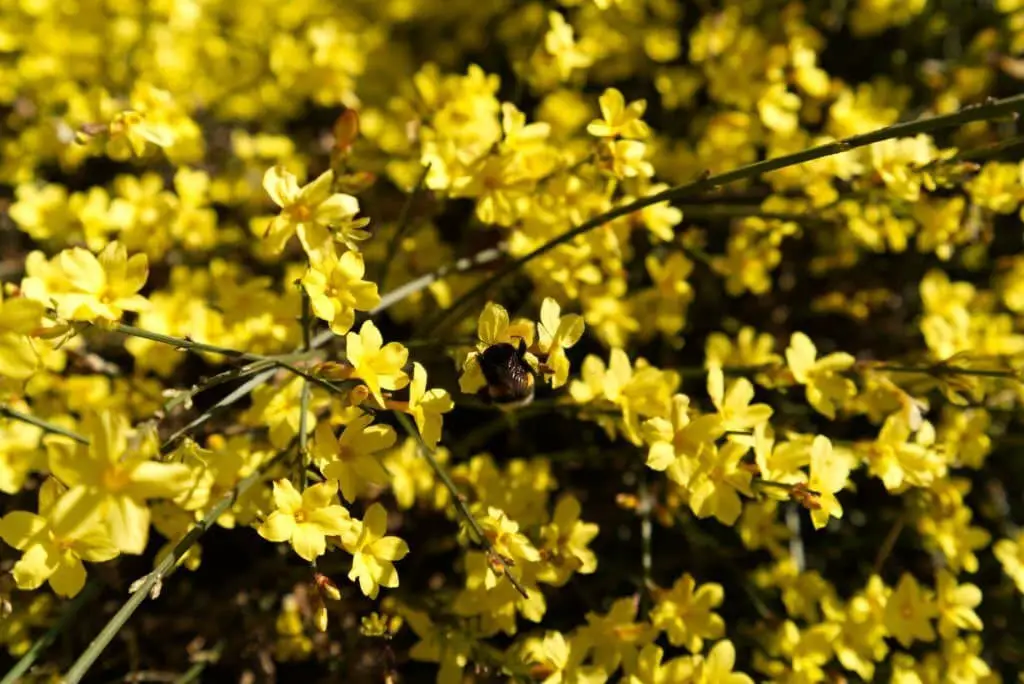 Winter jasmine (Jasminum Nudiflorum)