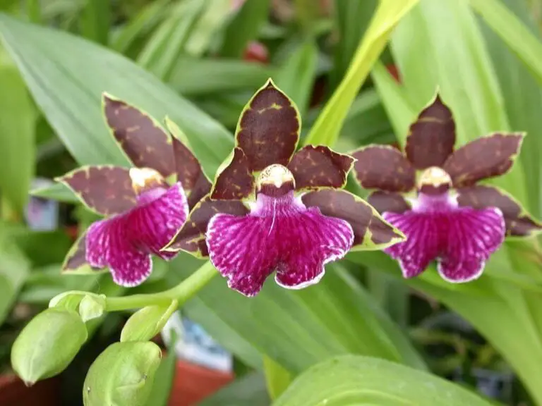 31+ Different Types Of Orchids With Names And Pictures