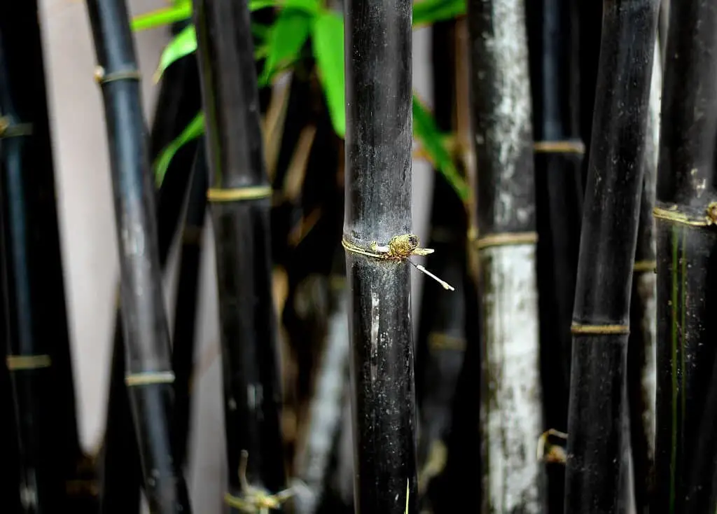 Black Bamboo (Phyllostachys nigra).