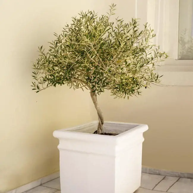 Frantoio Olive Tree (Olea europaea ‘Frantoio’).