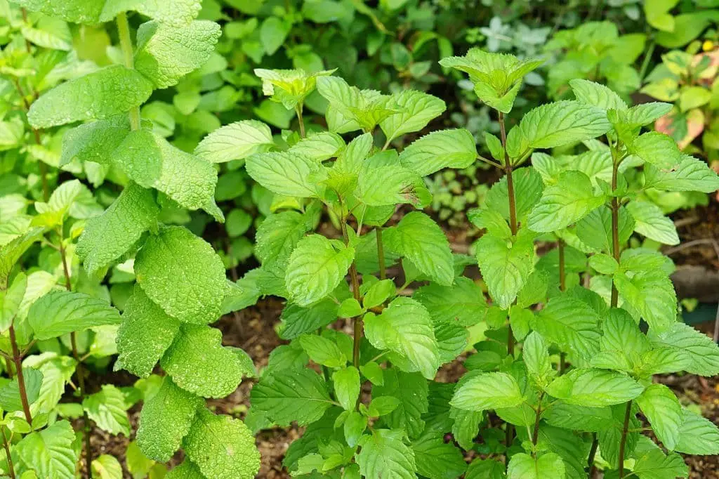 Eau de Cologne Mint/Orange Mint/bergamot mint (Mentha piperita citrata)