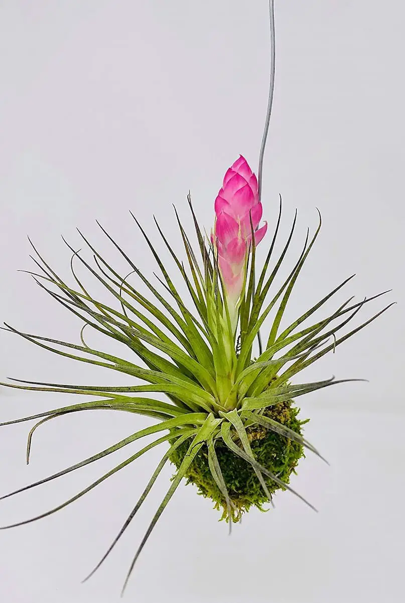 ‘Pink Bronze’ (Tillandsia stricta ‘Pink Bronze’)