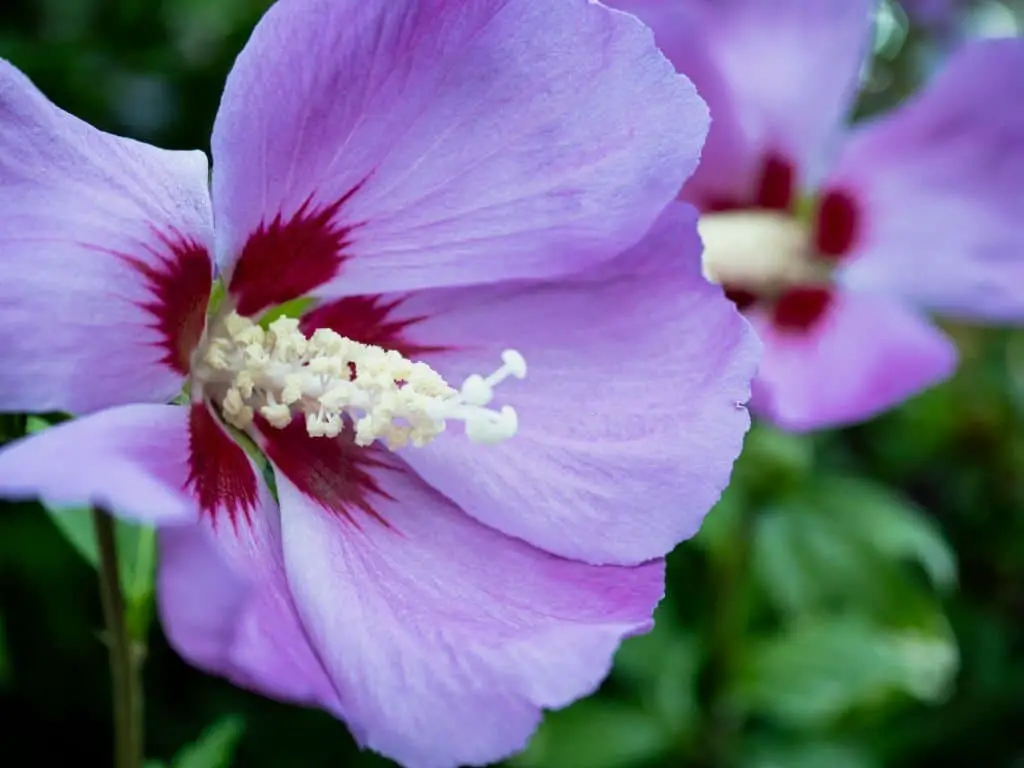 Althea Shrub (Rose of Sharon).