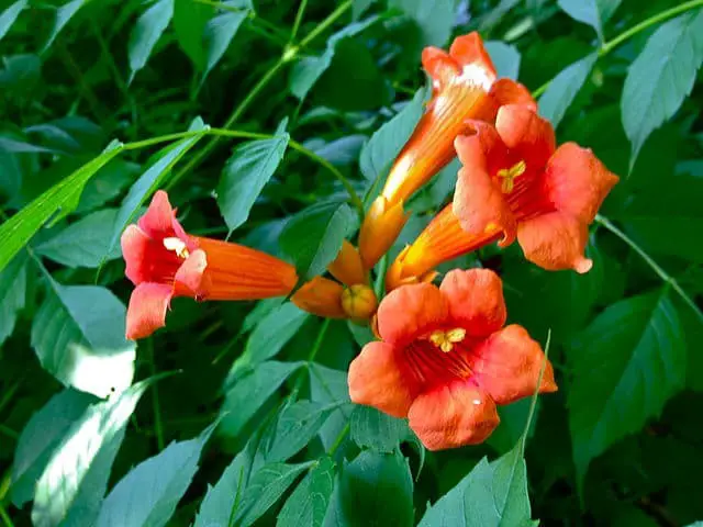 Trumpet Creeper (Campsis radicans)