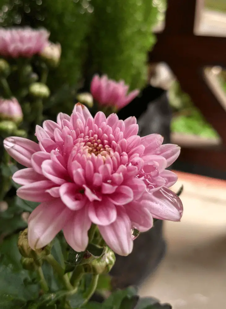 Chrysanthemum